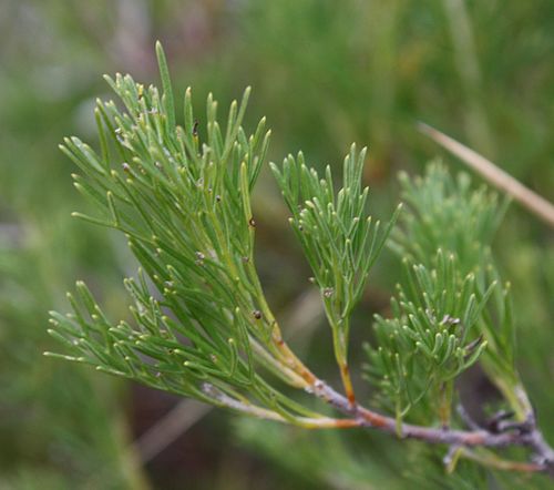 Adenanthos meisneri